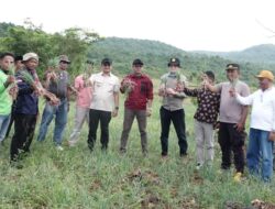 Buton Selatan Genjot Produksi Bawang Merah